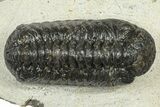 Bargain, Austerops Trilobite - Ofaten, Morocco #372443-2